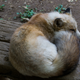 Zao Fox Village